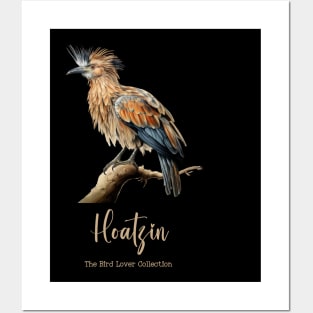 Hoatzin - The Bird Lover Collection Posters and Art